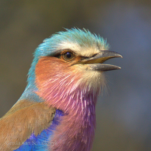 fairy-wren: lilac breasted roller (photo by gerdavs)