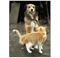 tealybopper:danrdarrenc:littleghostnebula:OH MY GOD IN THE LAST GIF THO THE DOG CATCHES THE KITTY WH