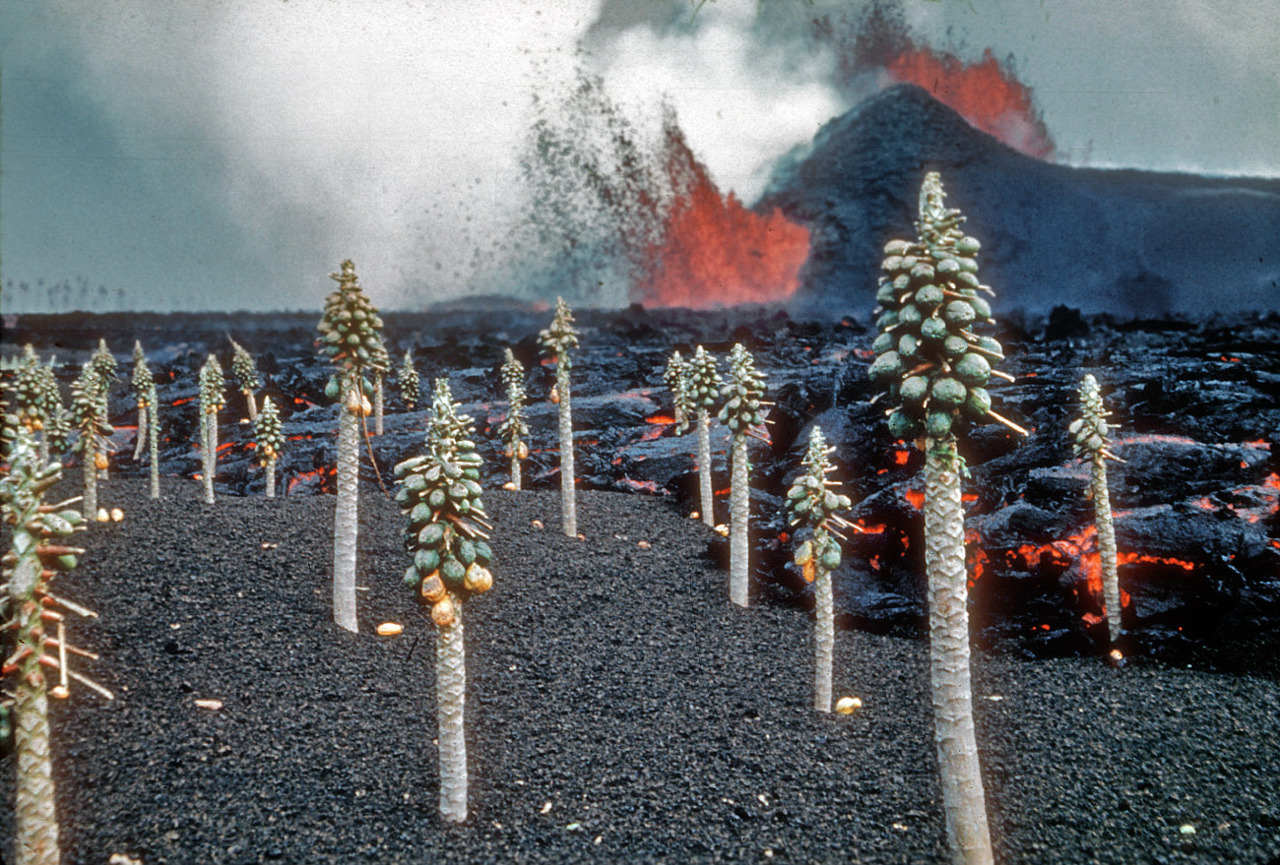 sadburro:  Alien landscape at home #1 Kilauea eruption with molten lava and papaya