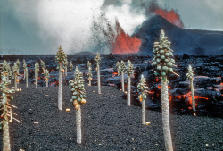 sadburro:  Alien landscape at home #1 Kilauea