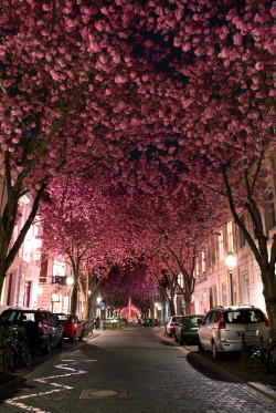 Cherry Blossom Avenue