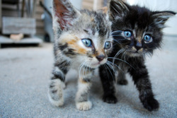 cottoncandycircus:  snow-cones:  the black one is so cute  their eyes omgz 