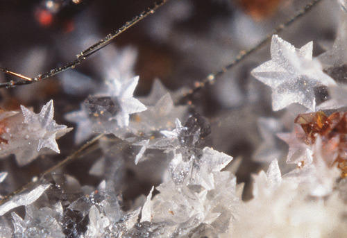 XXX chasingthegreenfaerie:  Unusual stellate photo