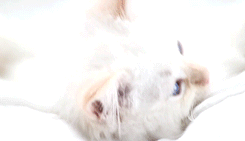 meow~
