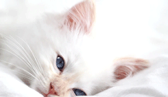 meow~