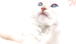 meow~