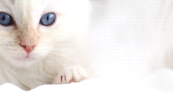 meow~