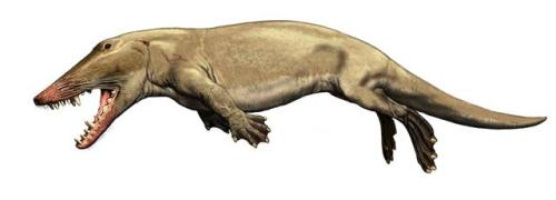 dailyfossil:  Ambulocetus Reconstructions by Carl Buell  When: Eocene (~50 to 48 million years ago) 