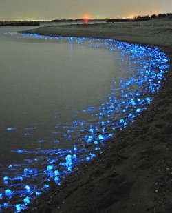   The glowing firefly squid of Toyama, Japan 