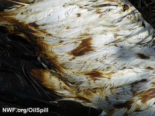 Oil on Dead American White Pelican’s Wing by NWFblogs on Flickr.
New photos as we approach the 2nd anniversary.