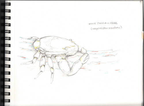 White Porcelain Crab (Neopetrolisthes maculatus)Sketch by Stacy Peltier