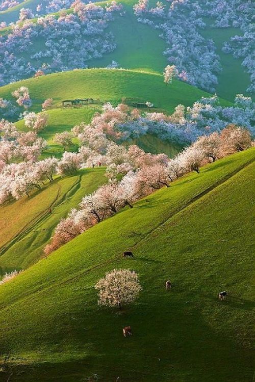 joys2:Today we shall take a break from studying with apricot blossoms in Shinjang, China. 