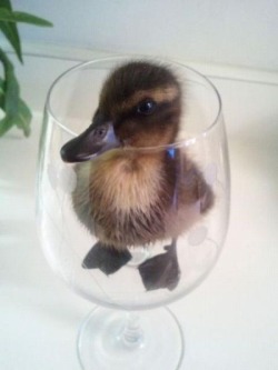 there is a duck. in a wine glass. the end.