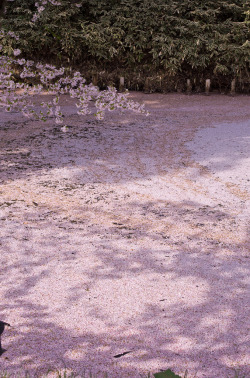 fagsighs:  river of cherry blossoms 