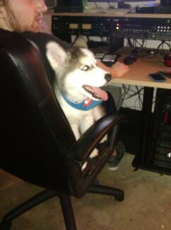 senorzerg:  Studio puppy :)  aw.