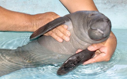 archiemcphee:So many of you enjoyed our recent post about Harry the baby Pygmy Hippo, we thought you