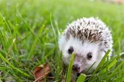 focusflashflim:  “Hedgie in the Wild”