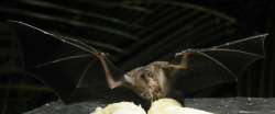 baturday:  Bats shouting at bananas 