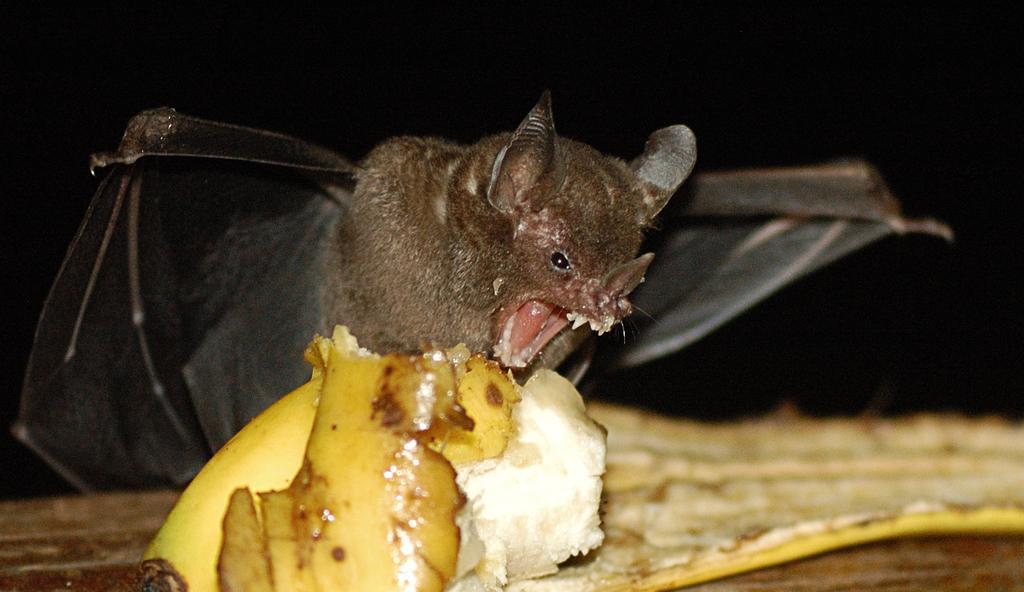 baturday:  Bats shouting at bananas 