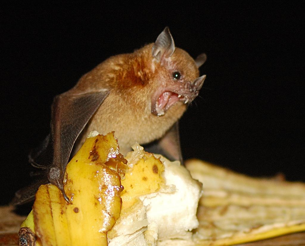 baturday:  Bats shouting at bananas 