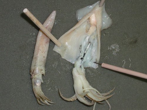 Bob and Sid: The bicephalic squid?
Well not quite. In 2003 in Woods Hole, Massachusetts, scientists discovered what appeared to be a two headed squid. Upon dissection, they turned out to be a small squid (Sid) stuck inside a large one (Bob).
Bob’s...