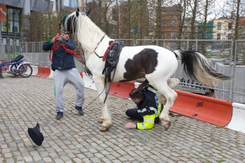 cordjefferson: Smithfield Horse Fair, Dublin, an awkward moment yesterday when a policeman tries to 