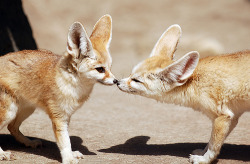 owlghosts:  Fennex fox (by floridapfe) 