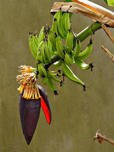 coffeenuts:
“ Ghanaian Bananas by paulinuk99999 (back in Ghana) on Flickr.
”