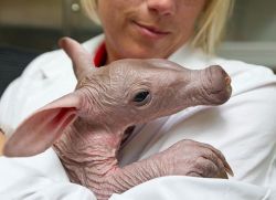  Busch Gardens welcomed its newest resident earlier this week: an adorable Aardvark born Monday, March 26. The healthy baby weighs about 4.8 pounds and is expected to grow to more than 120 lbs. within its first year. It is currently living behind the