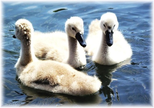 “Baby Swans” by Martina - Today’s Photo Contest: Water Creatures! at www.photoplay