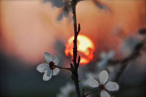 shinyweather:  A Spring Sunset by petalouda62 