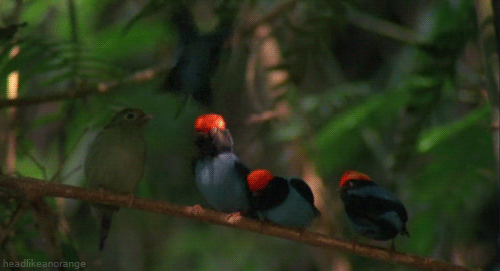 the-absolute-funniest-posts:  headlikeanorange: Four male Blue Manakins from Brazil