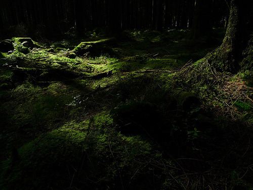 emrysa:Forest Floor (von Mark Cutler)