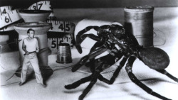 psychedelicway:  The Incredible Shrinking Man 