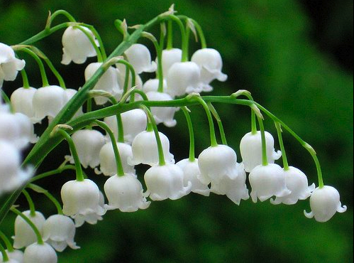 My Lily of the Valley (Convallaria majalis) are just beginning to peep through. Love those fragrant little bells. Is anyone growing the pink one (C.m. ‘Rosea’)?