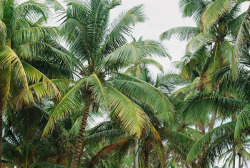 palmtree:  I am Palmtree, the cool tropical master