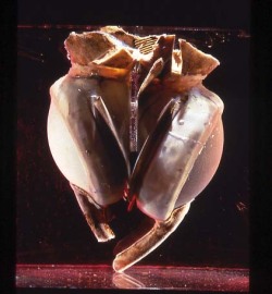biomedicalephemera:  Liotta-Cooley Artificial Heart On April 4, 1969, the first total artificial heart (not just a ventricular assist device) was implanted in Haskell Karp, at St. Luke’s Episcopal Hospital, in Houston, Texas. The heart, designed by