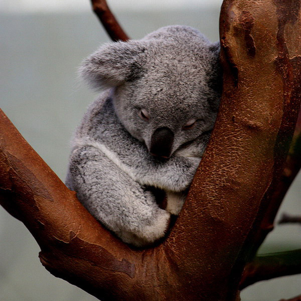 Koalas Are Cute Animals