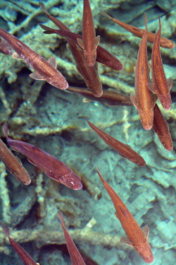 deification:  Naked Fish Local people call it “naked fish” and explain that’s because they are without scales covering. They live in lakes on high mountains, small, at weight no more than 250g. Photographed in Jiuzaigou, 450km away from Chengdu,