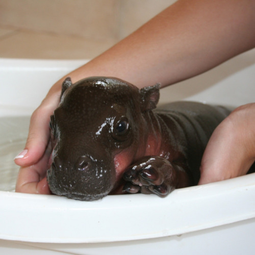 yanagoya:  shinkisrule:  des-etoiles:  baby hippo baby hippo baby hippo!  WE INTERRUPT THIS NERD BLOG FOR A BABY HIPPO. YOU MAY NOW GO BACK TO YOUR REGULARLY SCHEDULED FANGIRLING.  OH MAI GAWD  lol  I swear to God any mammal on the planet is cute when