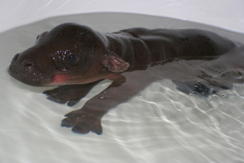 yanagoya:  shinkisrule:  des-etoiles:  baby hippo baby hippo baby hippo!  WE INTERRUPT THIS NERD BLOG FOR A BABY HIPPO. YOU MAY NOW GO BACK TO YOUR REGULARLY SCHEDULED FANGIRLING.  OH MAI GAWD  lol  I swear to God any mammal on the planet is cute when