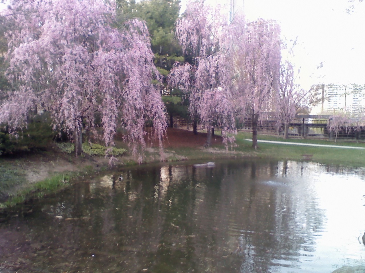 God, I need to go to Kariya Park soon. I love cherry blossom trees.