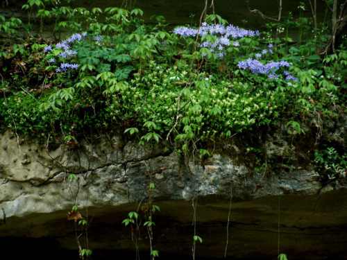 frolicingintheforest:To me, this is just so beautiful… it screams SPRING!!!(Wild Blue Phlox a