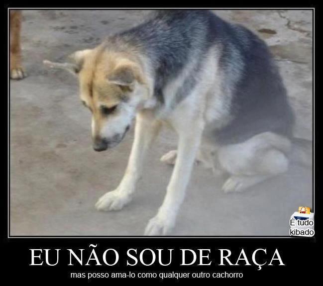 awn, eu tenho um vira-lata que é a coisinha mais linda do universo u_u&rsquo;