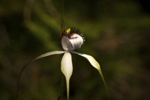 Caladenia longicauda, or the common white spider orchid, is native to southwestern Australia. Photograph by Pete Hill.