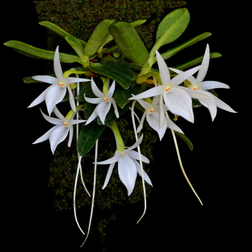 Angraecum compactum, found in humid forests in Madagascar from around 700 to 2000 meters in elevation. Flowers are nocturnally fragrant. Photograph by Phajus.