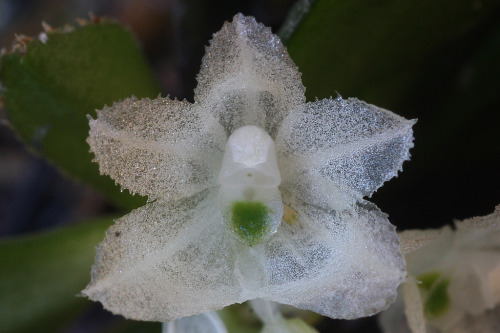 Hymenorchis javanica, found in west Java growing around 950 meters in elevation. Photographs by Thomas Ditlevsen.