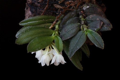 Hymenorchis javanica, found in west Java growing around 950 meters in elevation. Photographs by Thomas Ditlevsen.