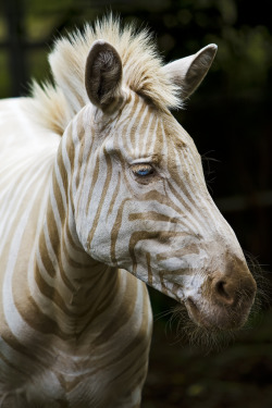 roskoh:  sciatic:  Born on the island of Moloka`i, Zoe is the only known captive white (golden) zebra in existence. You can read more about her here.  gimme 