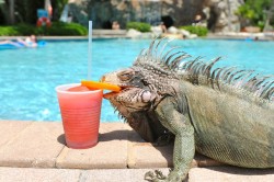 lizardsenjoyinglife:  this lizard is enjoying life on holiday. 